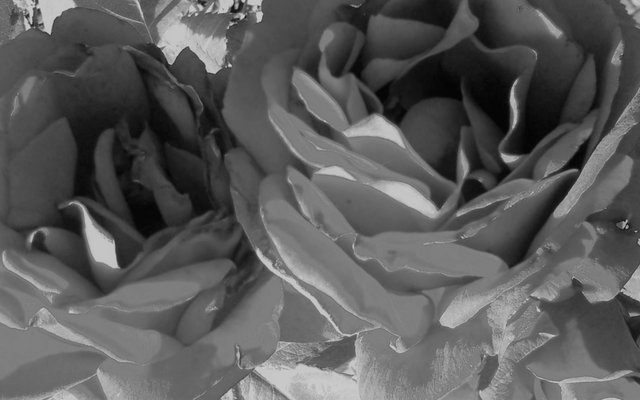 Flower Photography B&W, Twin Rose Close-up, May 21 2017.jpg