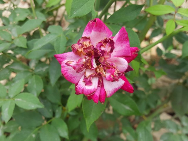 IMG_20250627_212406.jpg