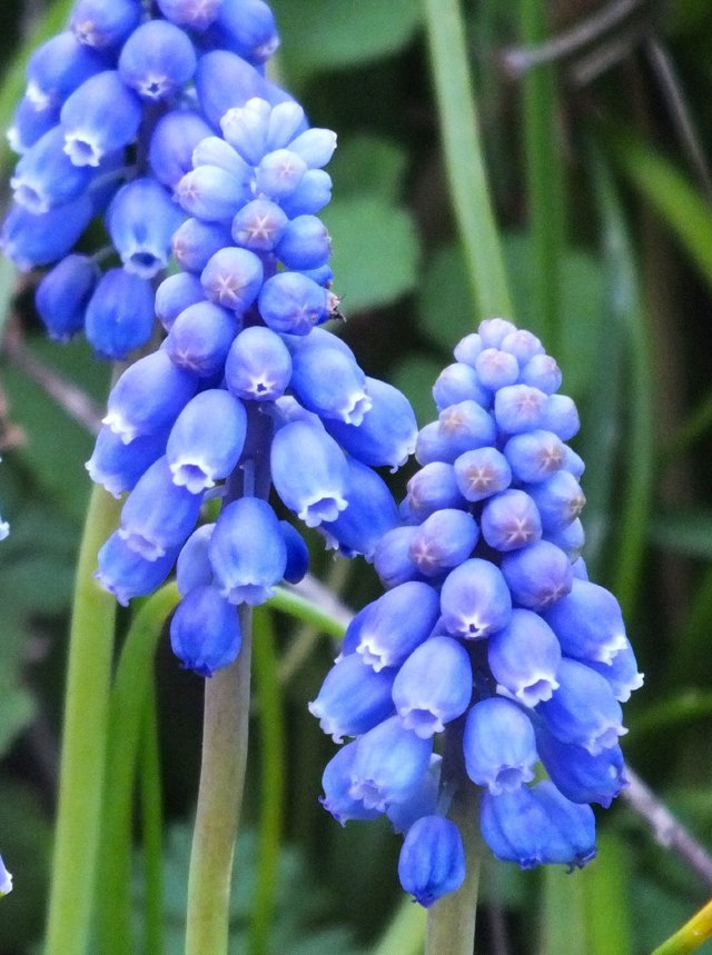 Grape Hyacinth