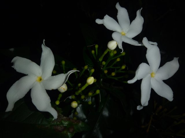 IMG20250728190952.jpg