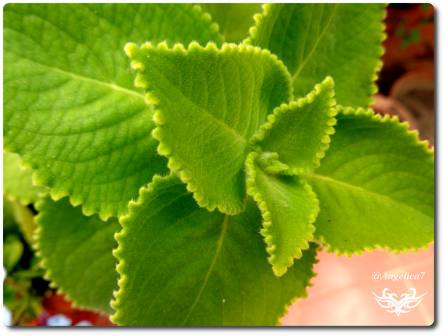 2 Plantas Medicinales Una Gran Oportunidad Para Cultivar En El