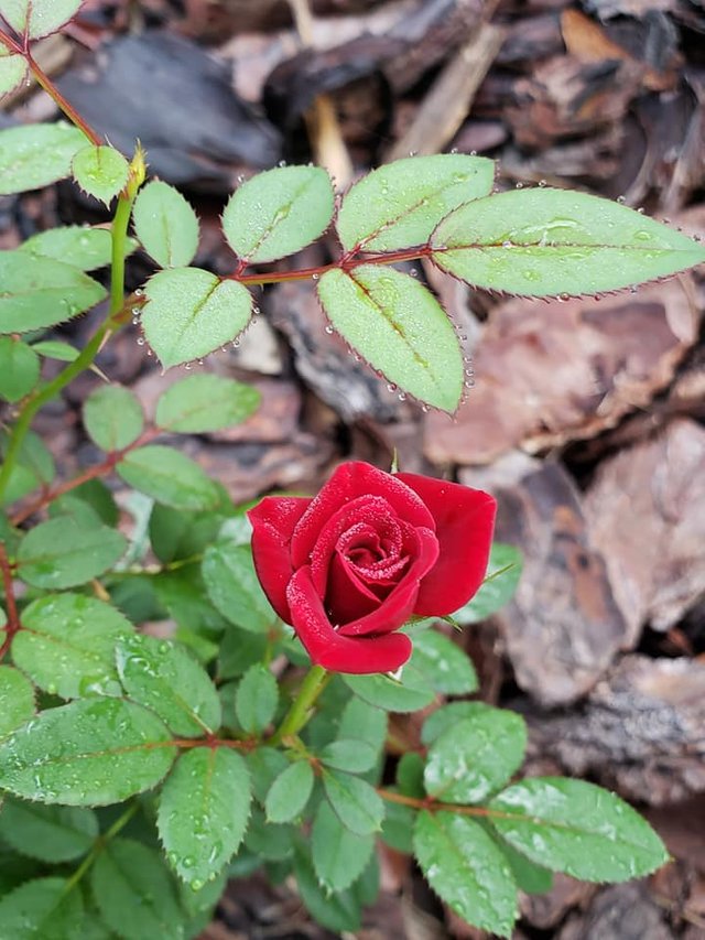 red rose 2.jpg