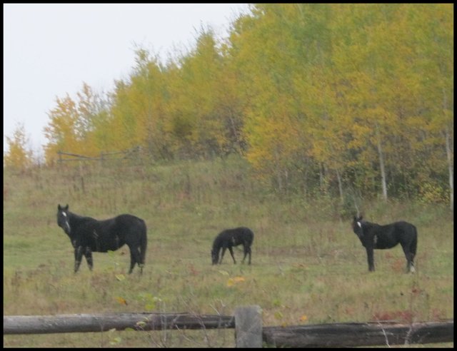 Dougs black horses looking at us in field with last of fall colors.JPG