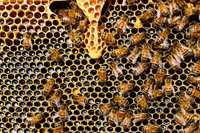 honey-bees-337695_1280.webp