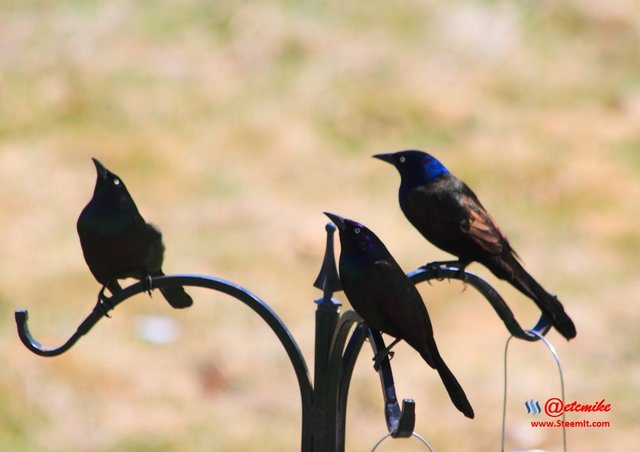 Common Grackle PFW21-0064.JPG