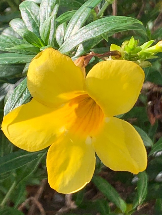 flower105.jpg