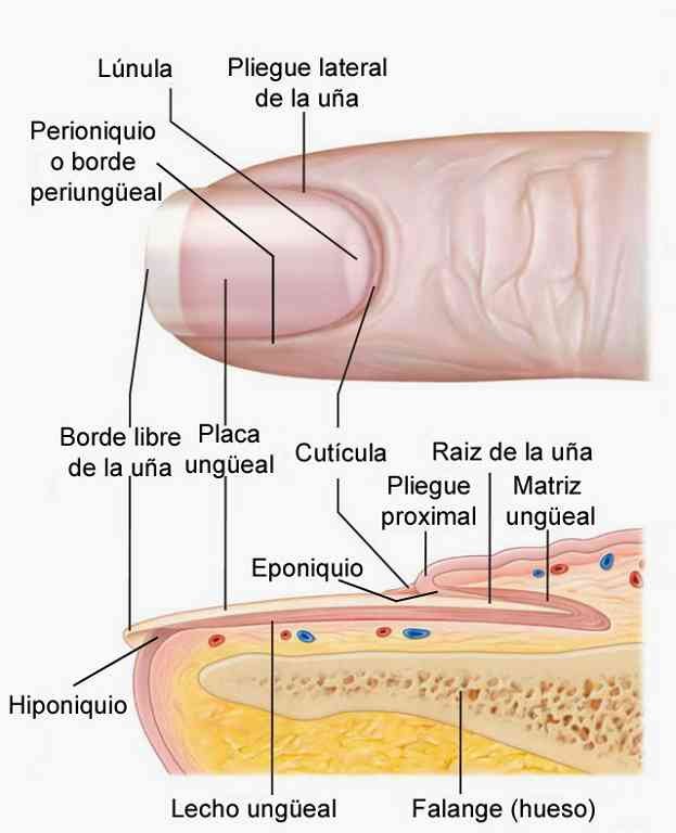 partes-de-la-una.jpg