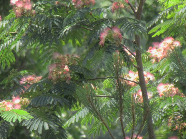 Mimosa and pine.jpg
