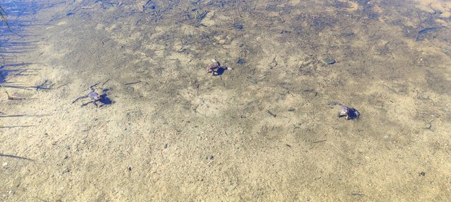 IMG_20250403_125018.jpg