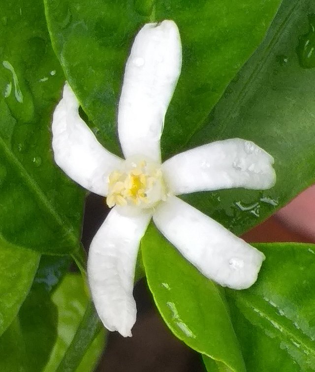 white flower9 (2).jpg