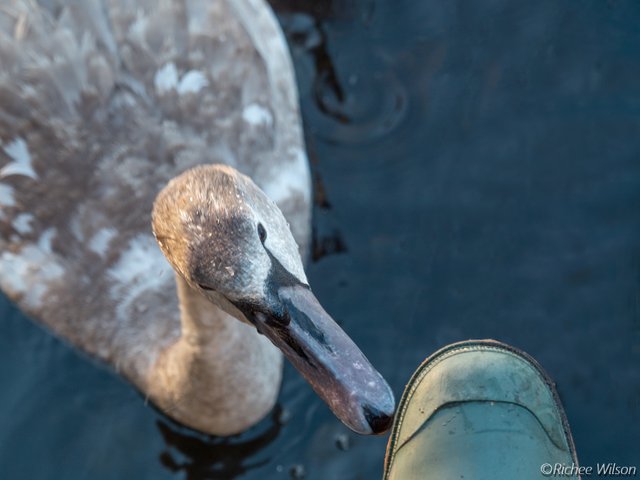 swan a wellie.jpg