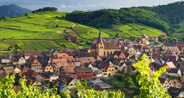 Vineyard Alsace.jpg
