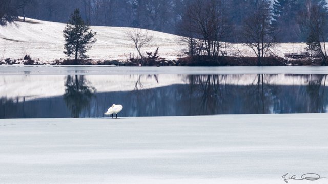 2019-01-20-The-Dying-Swan-13.jpg