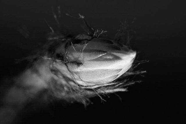 echinopsis subduenta buds bw 3.jpg