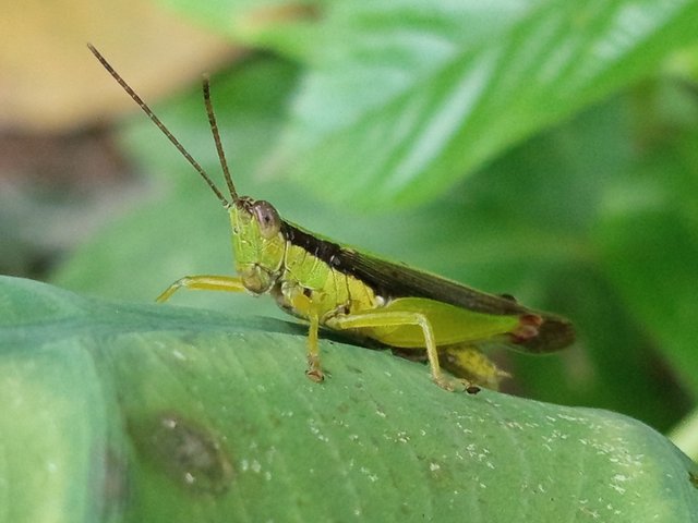 ঘোড়াপোকা (1).jpg