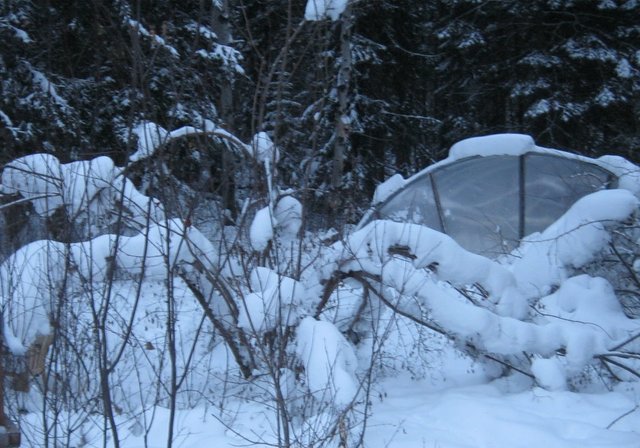 snowy Amur maple sculpture.JPG