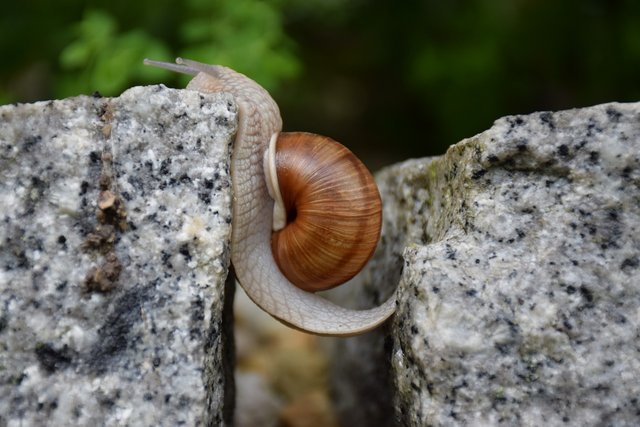 snail-1447233_1280.jpg