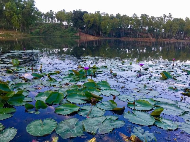 bangladesh-srimangal-lake-of-lotus.jpg