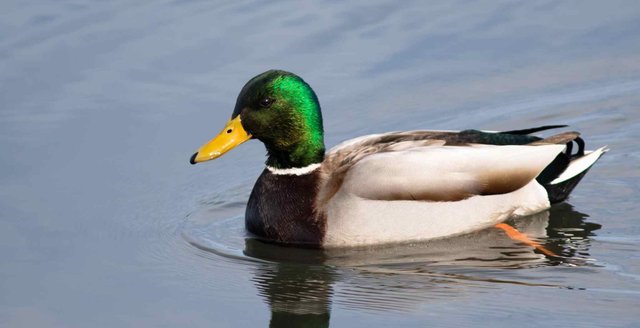 DougHitchcoxMallard01.jpg