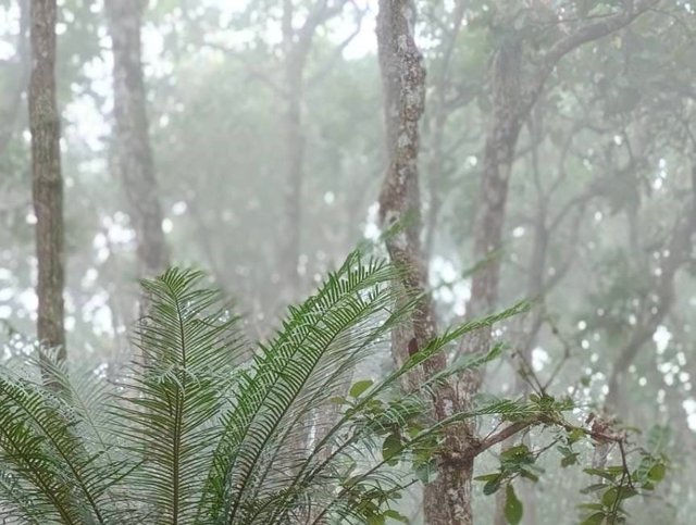 Chaiyaphum69 (2).jpg