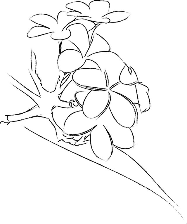 flower sketch.jpg