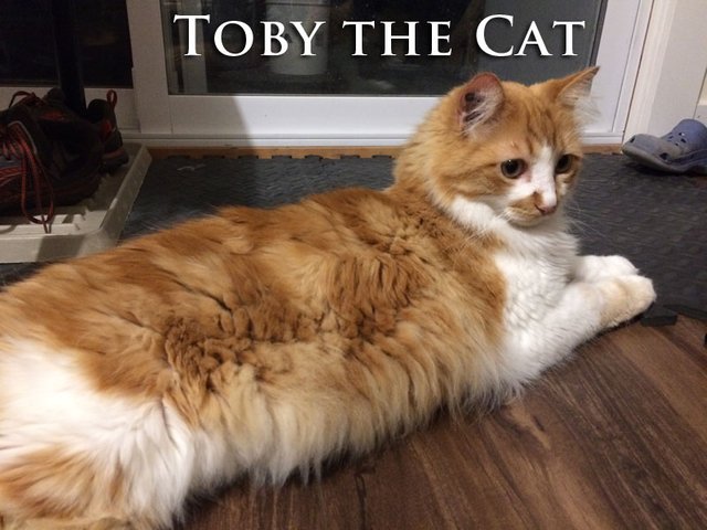 Toby-the-Cat.jpg