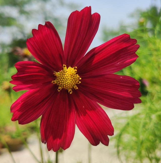 cosmos rubenza.jpg