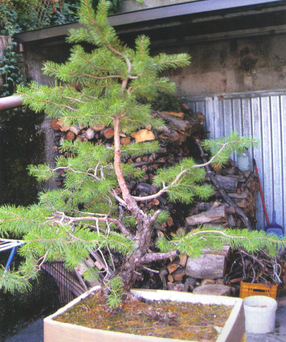 mi-bonsai.jpg