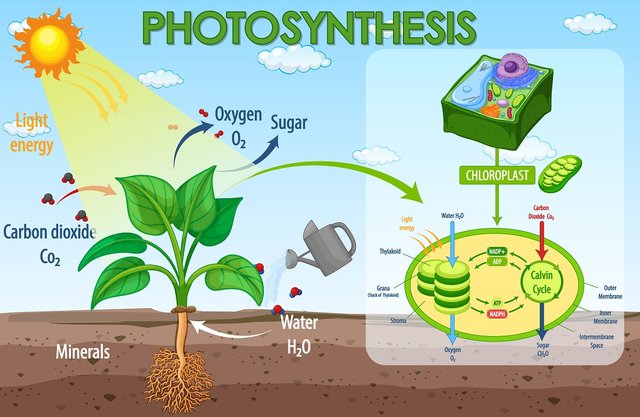 The Marvels of Photosynthesis.jpg