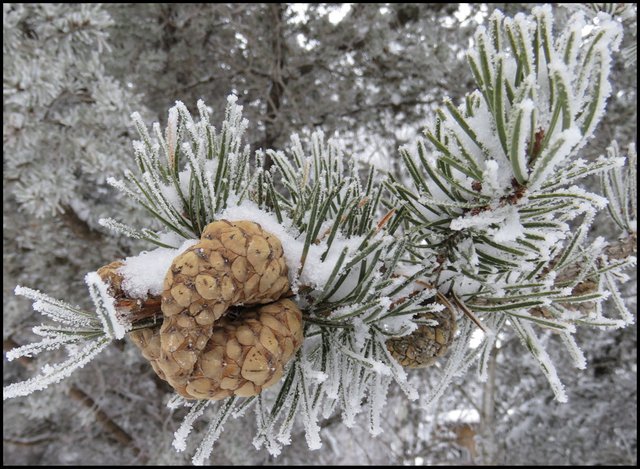 close up hoar frost on pine  branch with pine cones.JPG
