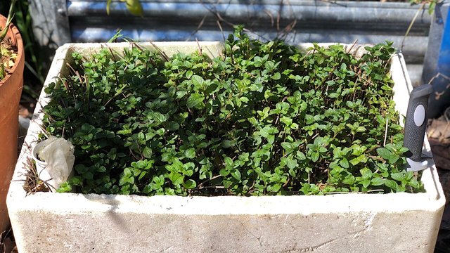 Chocolate mint in a self-watering styrofoam box