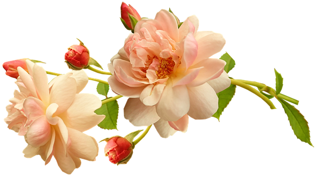 flowers-4989808_640.png