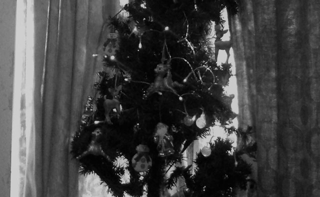 Christmas Photography B&W Window Christmas Tree Dec 25 2017.jpg