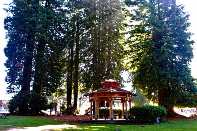Sequoia Park Best (2).jpg