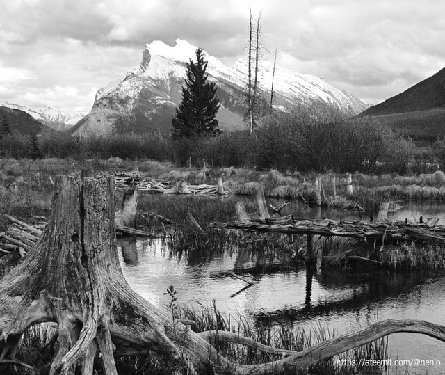 at_banff.jpg