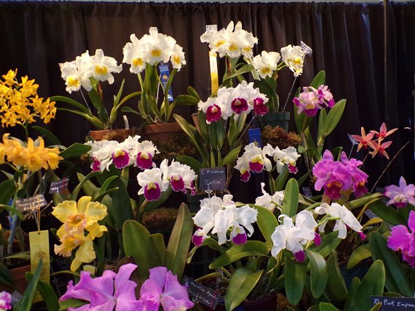 Orchid Show7 crop February 2020.jpg