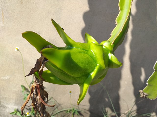 dragon fruit2.jpg