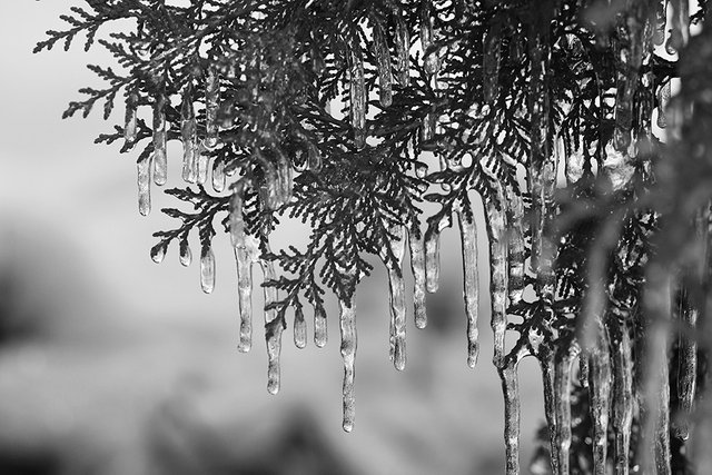 Icicles_2020_005_s_BW.jpg