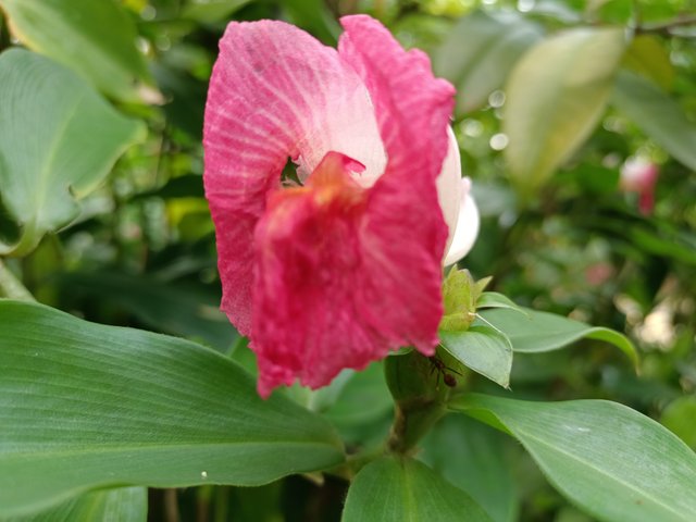 12 Costus phyllocephalus 3.jpg