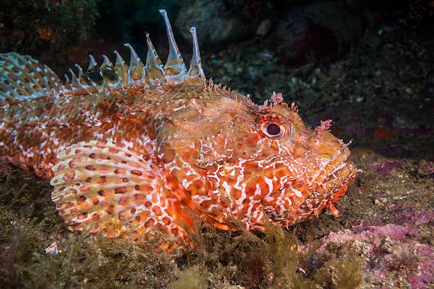 scorpaena-escorpora-scorpionfish-illes-medes-portrait-horizontal.jpg