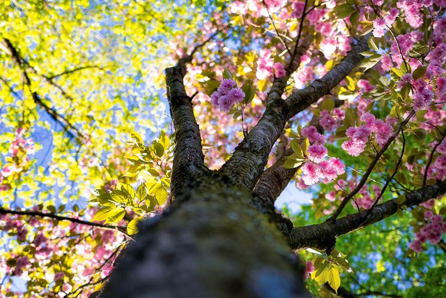 190424 Westpark Kirschblüten von unten-.JPG