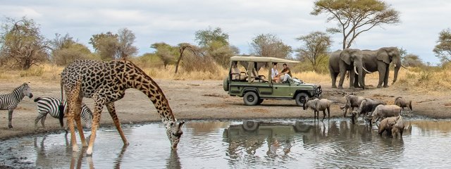 The Tanzania Safari Parks You Must Visit Now.jpeg