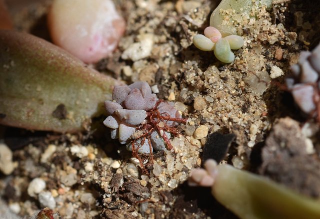 echeveria nursery 2.jpg