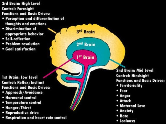 7deb53c56a8a79543c15b366e00ea6ff--brain-science-brain-food.jpg