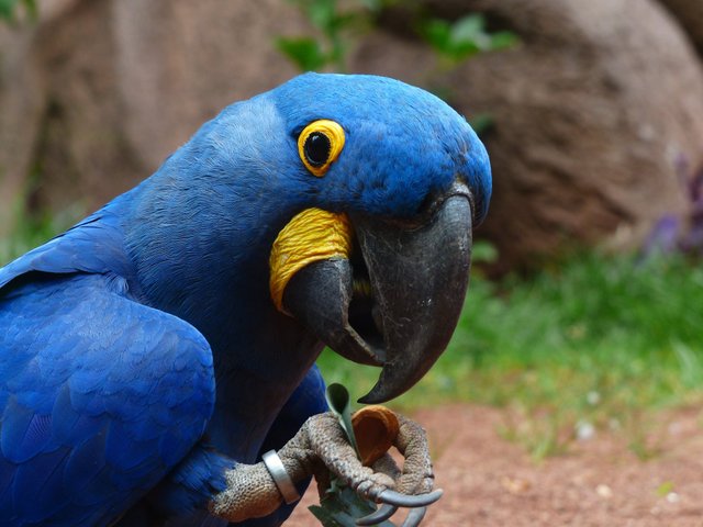 blauaras-parrot-hyazinth-ara-anodorhynchus-52549.jpeg