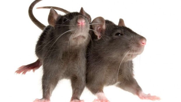 rats (1).jpg