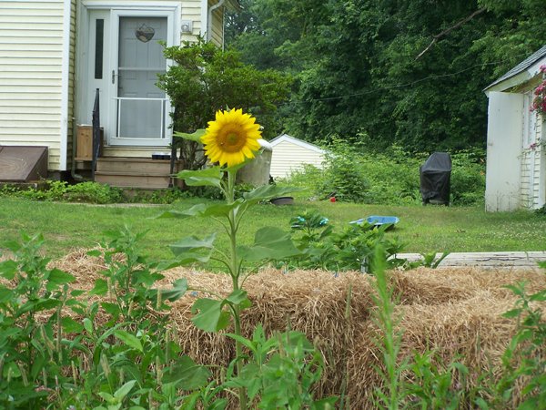 Small garden - sunflower crop July 2019.jpg