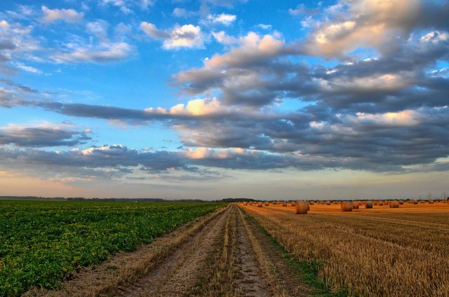 field-213364_1920.jpg