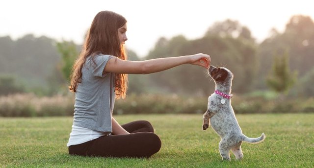 basic-puppy-training-1024x548.jpg