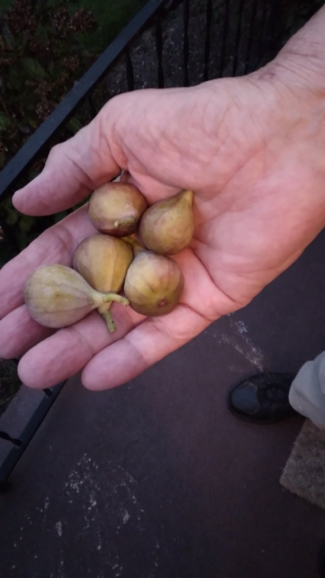 Photo - Hand Holding Figs.jpg